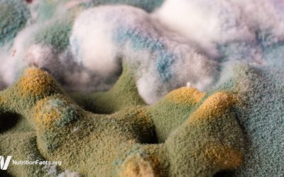 Are the Effects of Ochratoxin Concerning?