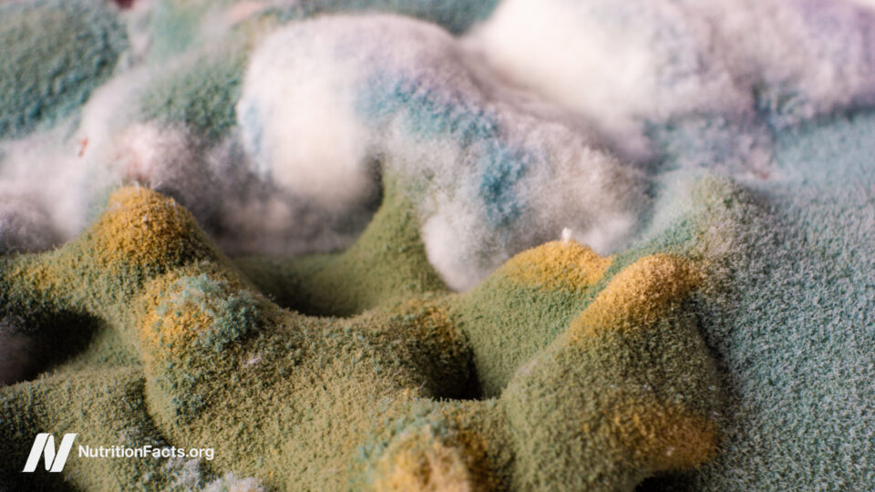 Are the Effects of Ochratoxin Concerning?