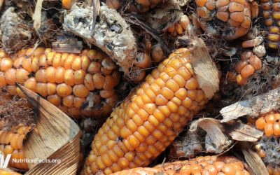 Is Aflatoxin a Concern?