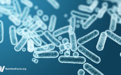 Feeding Our Gut Microbiome for Better Health